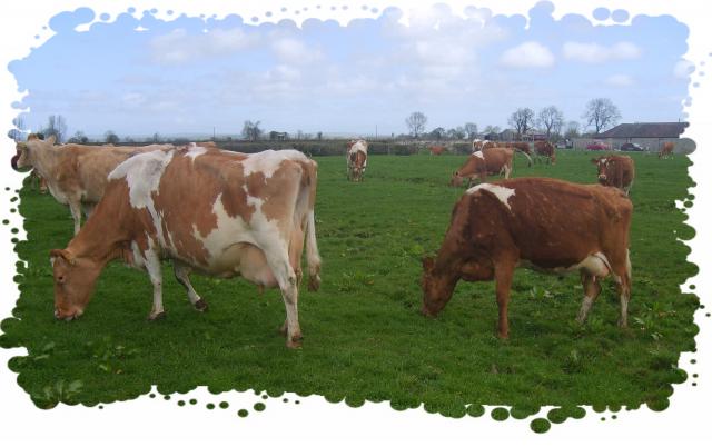 unpasteurised raw milk